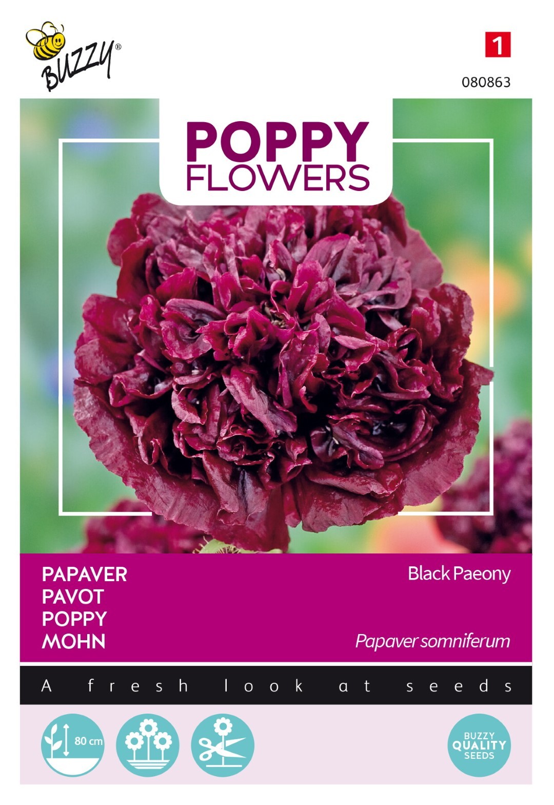 Buzzy - Papaver Black Paeony (Papaver somniferum)