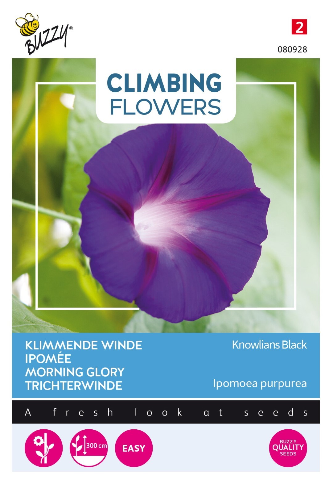 Flowering climbers ipomoea knowlians black