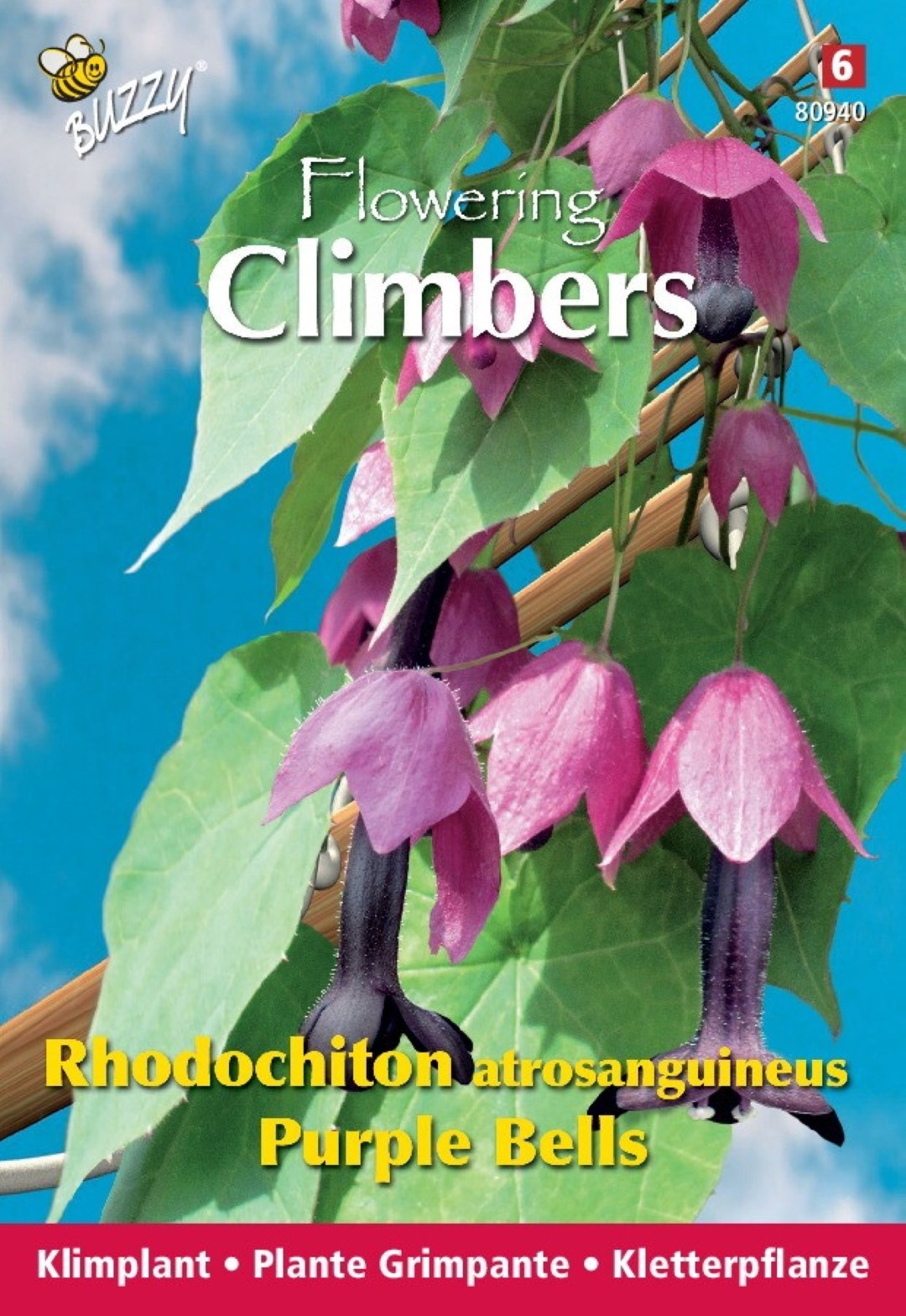 Flowering climbers rhodochiton purple bells