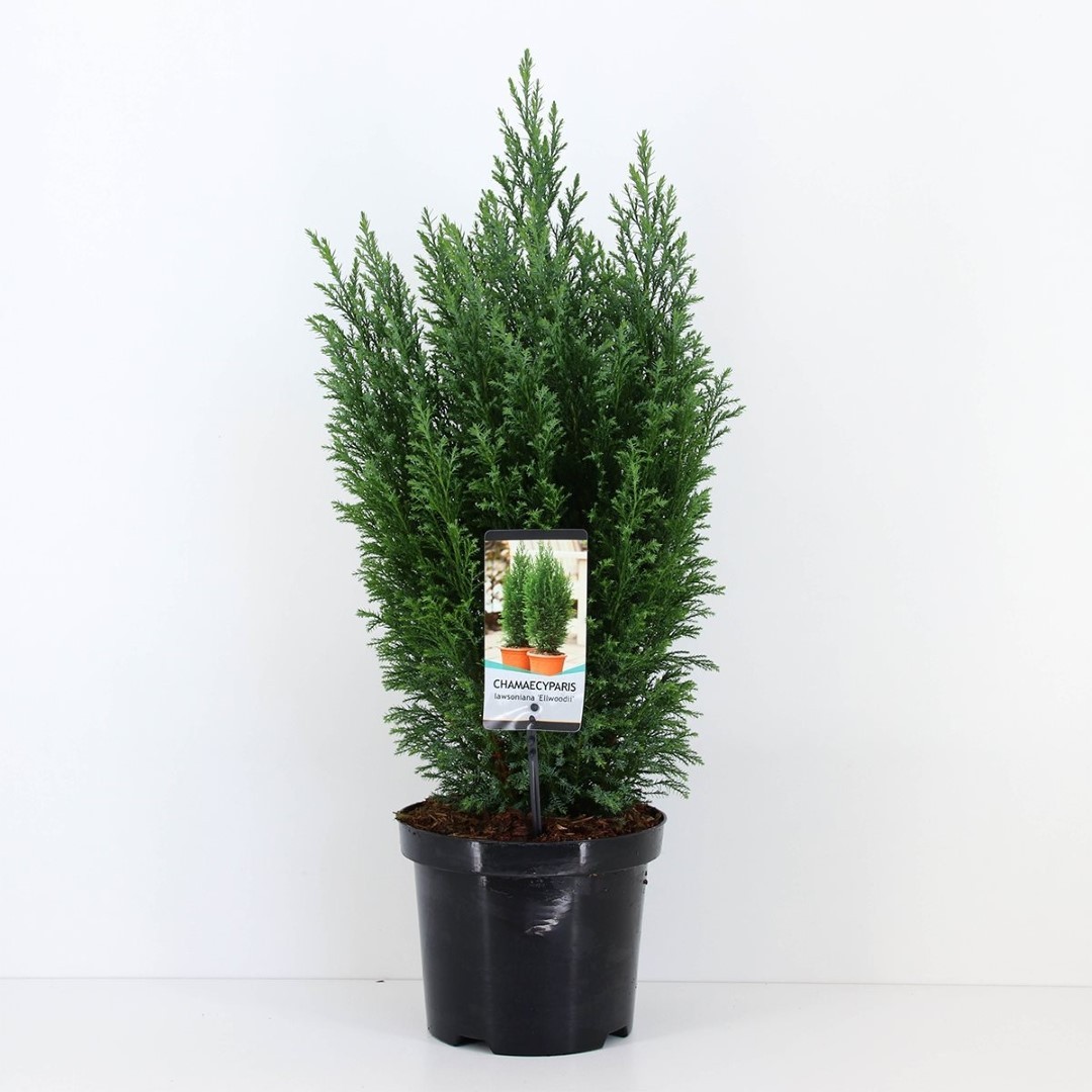 Warentuin natuurlijk Chamaecyparis law ellwoodii 65 cm - 