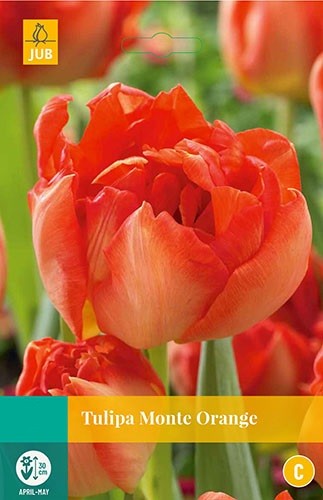 Tulipa Monte Orange 5 bollen