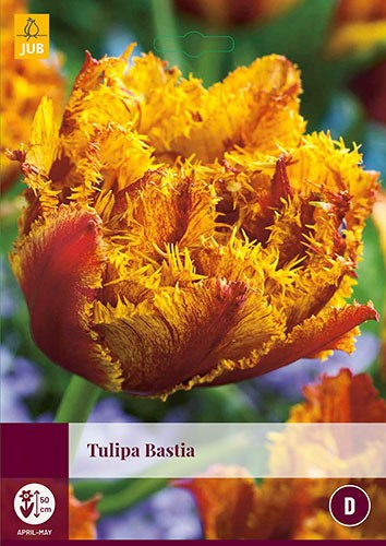Tulipa Bastia 4 bollen - JUB
