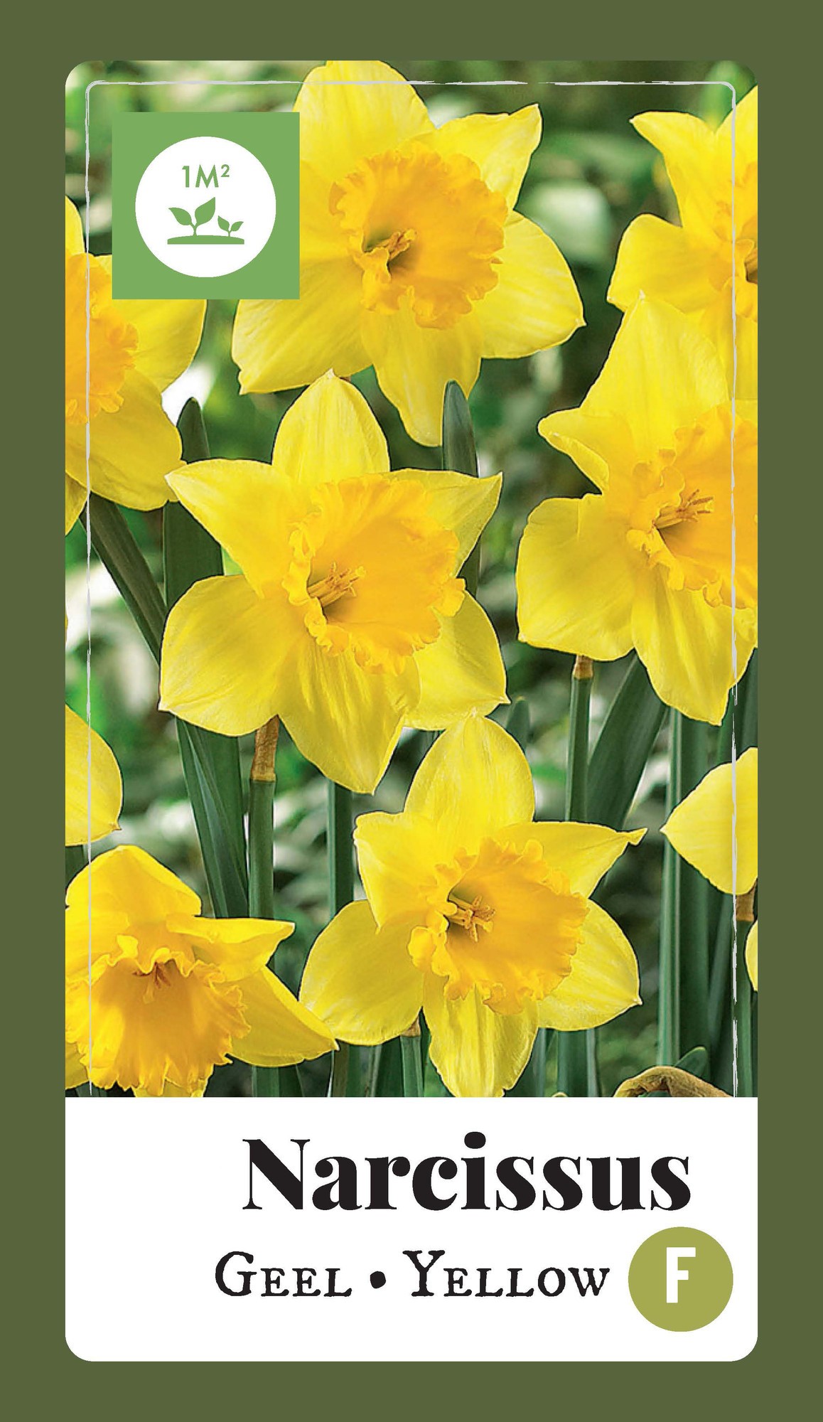 Narcissus grootkronig geel 35 bollen