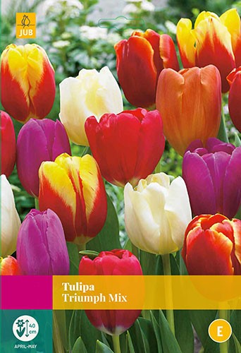 Tulipa Triumph mix 20 bollen