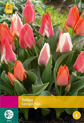 Tulipa Greigii mix 20 bollen