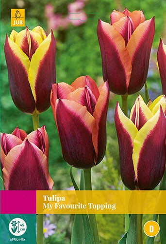 Tulipa My Favourite Topping 12 bollen