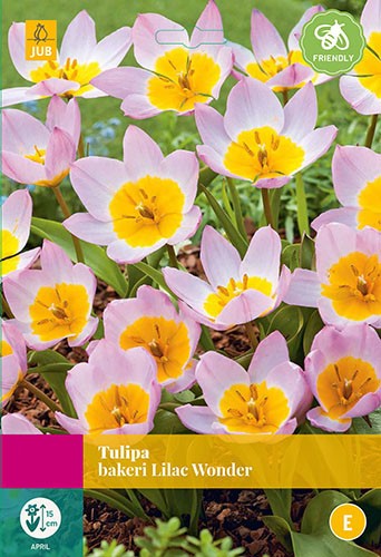 Tulipa bakeri Lilac Wonder 40 bollen