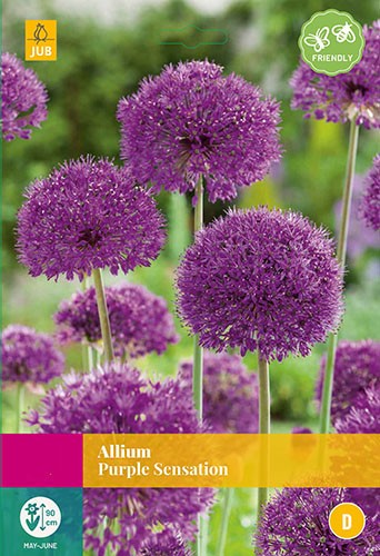 Allium Purple Sensation 12 bollen