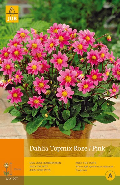 https://www.warentuin.nl/media/catalog/product/1/7/1778712438614477_jub_dahlia_topmix_roze_pink_1st_bloembol_zomer_jub_6d77.jpg