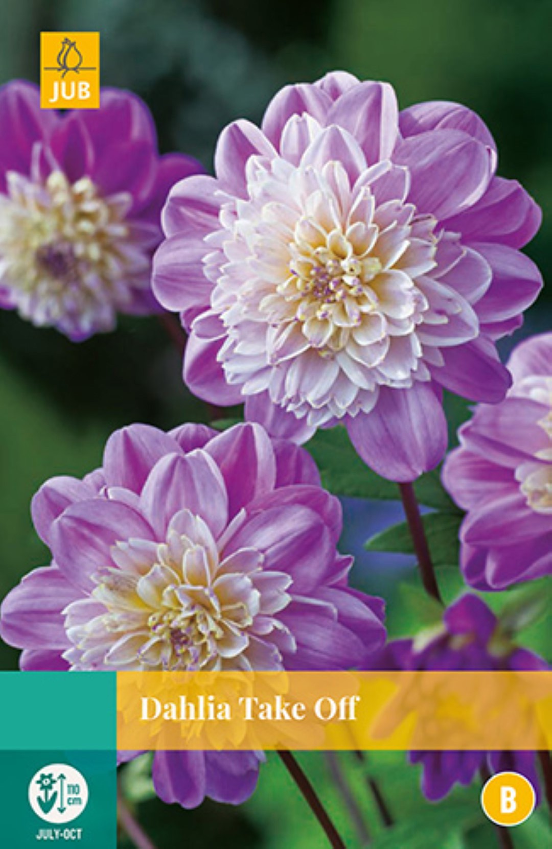 https://www.warentuin.nl/media/catalog/product/1/7/1778712438614842_jub_bloembollen_dahlia_take_off_7662.jpg