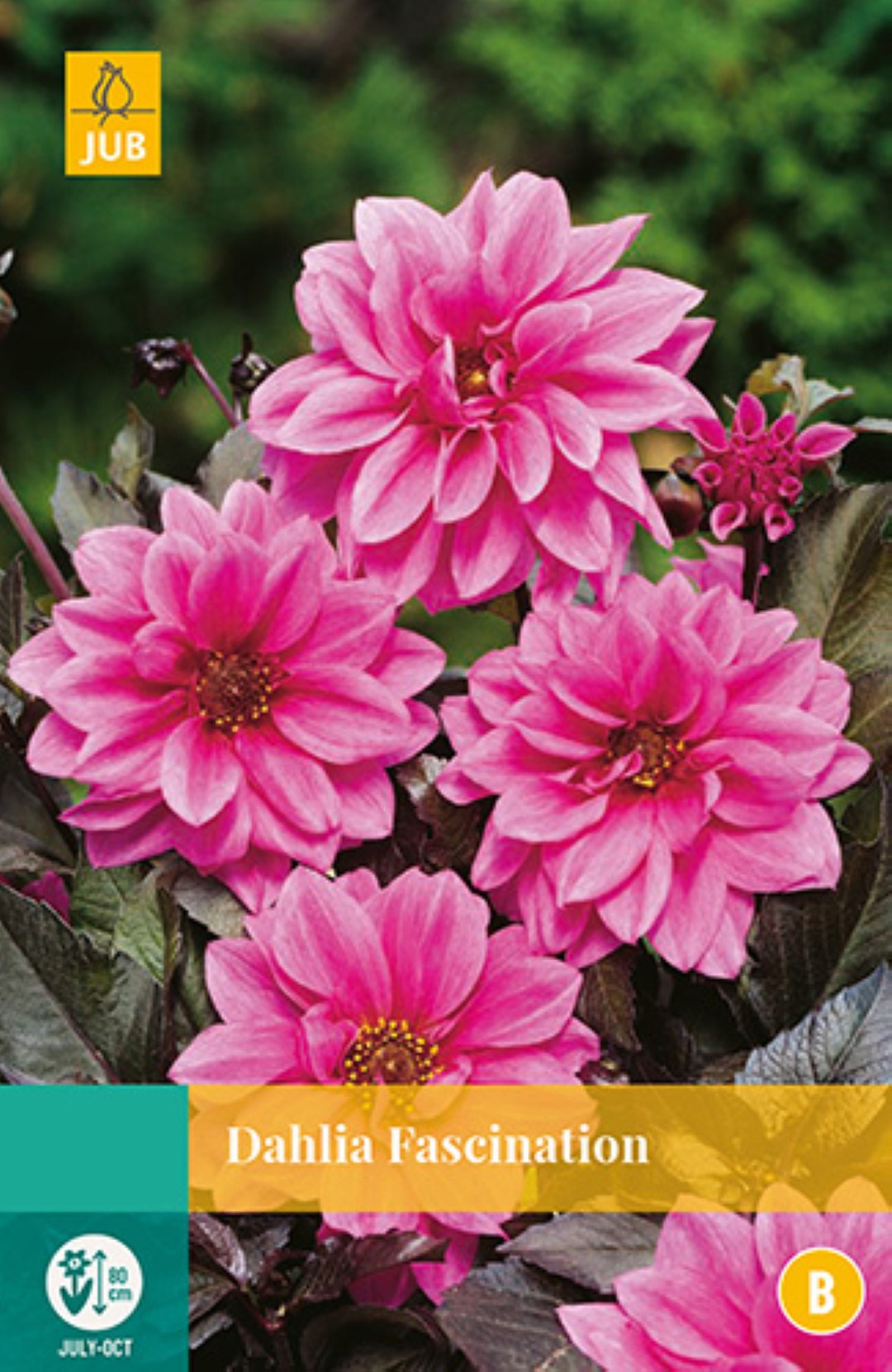 https://www.warentuin.nl/media/catalog/product/1/7/1778712438615603_jub_bloembollen_dahlia_fascination_af47.jpg