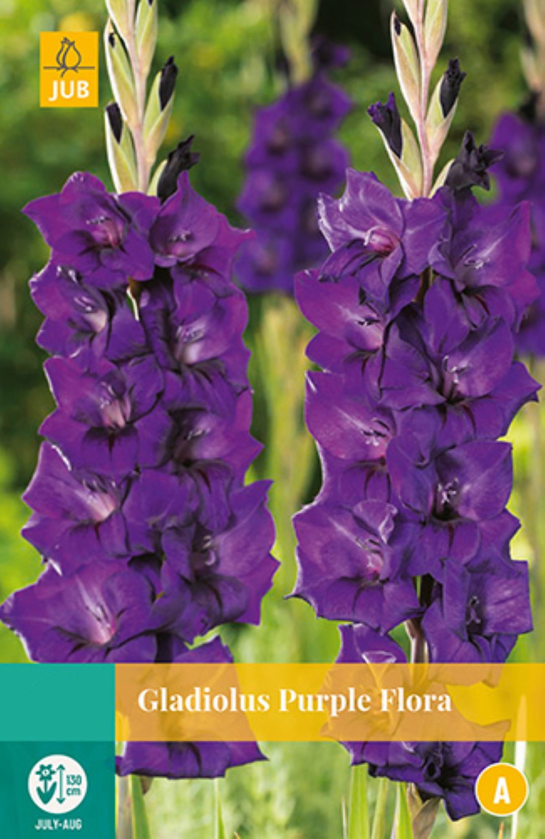 Gladiolus Purple Flora 12/14 - 10st - Bloembollen - JUB Holland