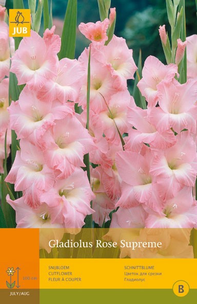https://www.warentuin.nl/media/catalog/product/1/7/1778712438617300_jub_gladiolus_rose_supreme_10st_bloembol_zomer_jub_518c.jpg