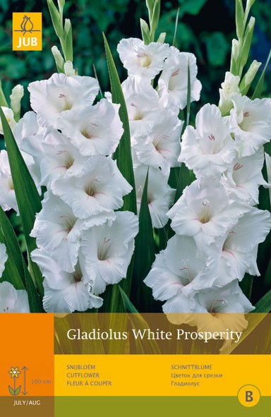 https://www.warentuin.nl/media/catalog/product/1/7/1778712438617508_jub_gladiolus_white_prosperity_10st_bloembol_zomer_jub_fc4b.jpg