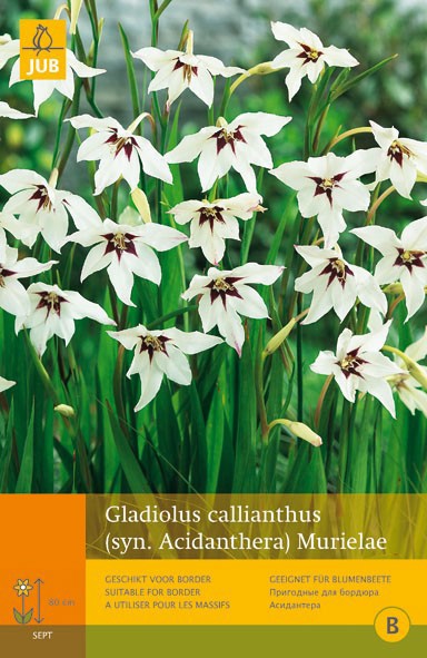 https://www.warentuin.nl/media/catalog/product/1/7/1778712438624803_jub_gladiolus_callianthus_15st_bloembol_zomer_jub_dc4b.jpg