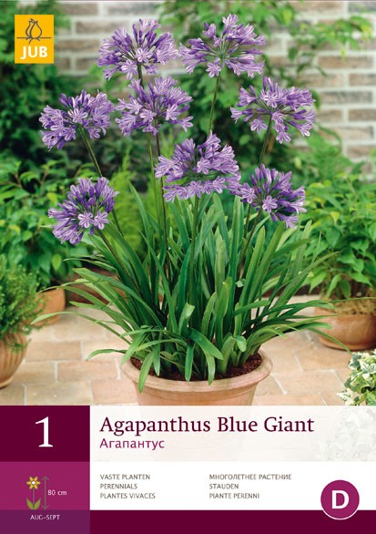 1 Agapanthus Blue Giant - JUB