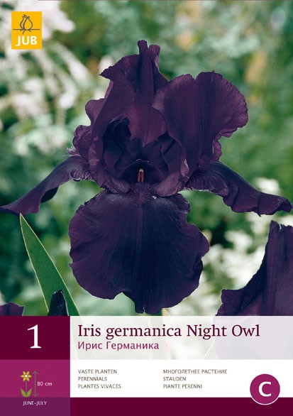 https://www.warentuin.nl/media/catalog/product/1/7/1778712438636448_jub_bloembollen_x_1_iris_germanica_night_owl_2aad.jpg