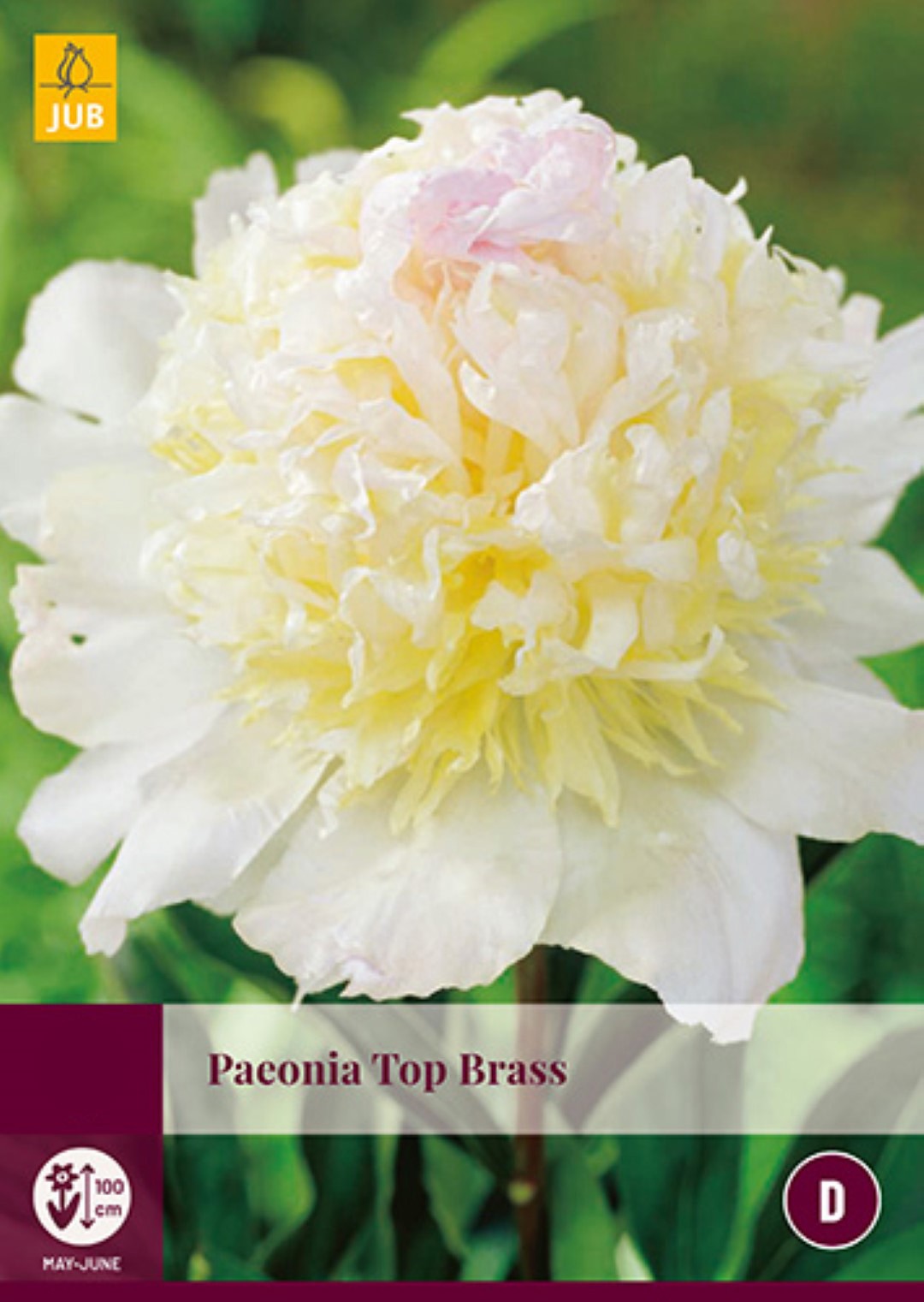 Paeonia Top Brass 1 bol - JUB