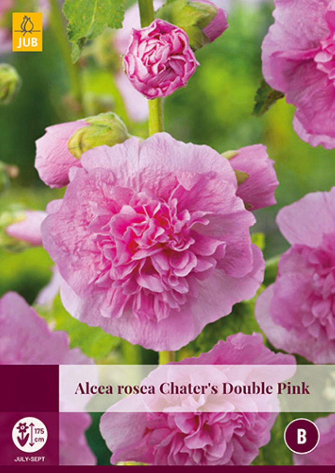 Alcea Rosea Chater S Double Pink 1 bol - JUB