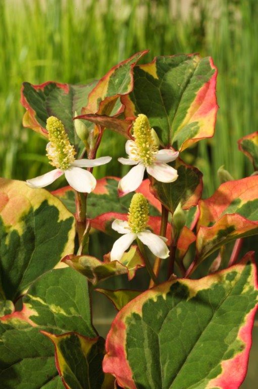 2 stuks! Houttuynia cordata Chameleon potmaat P9