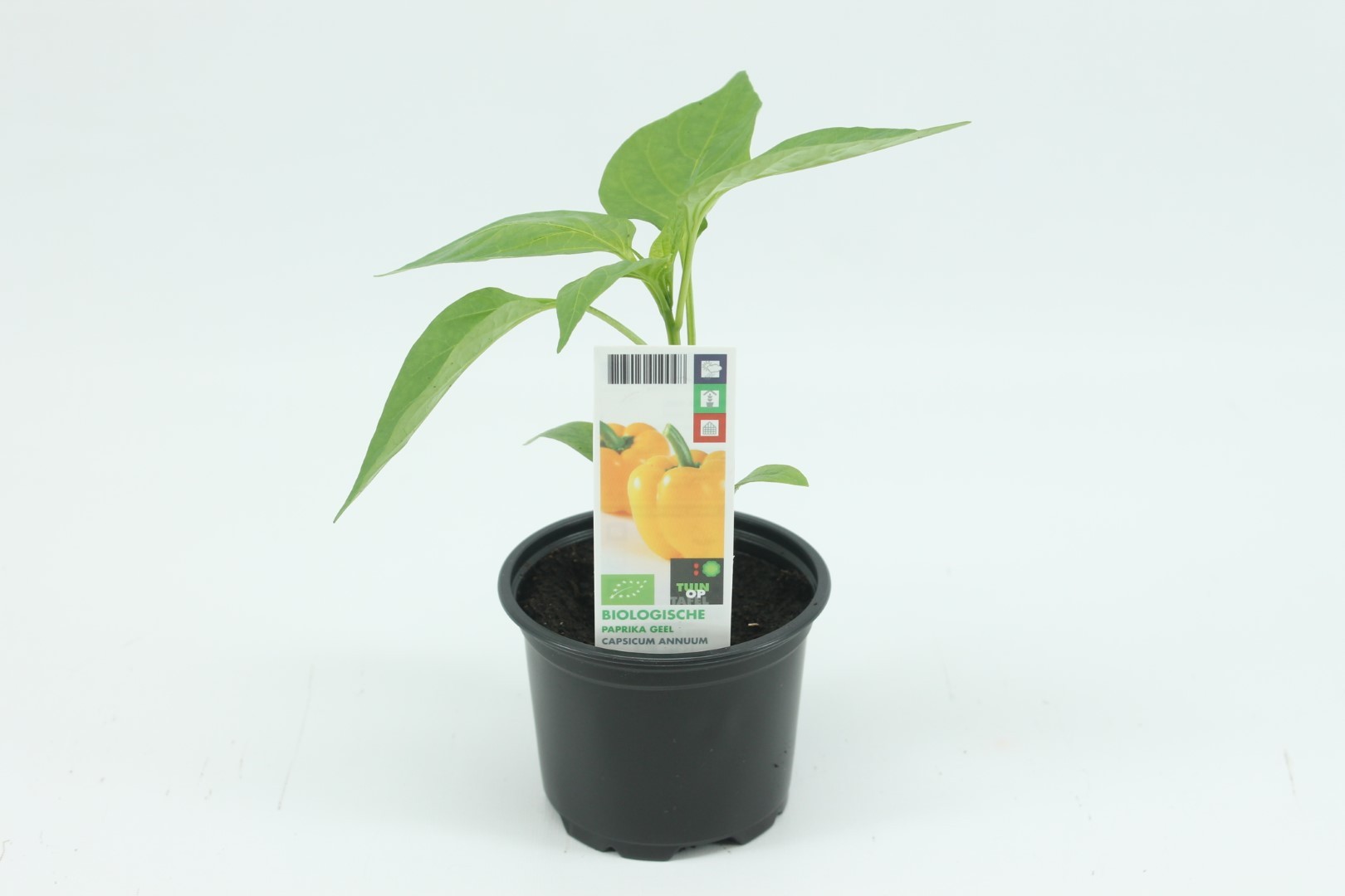 Paprika Geel - Tuin Op Tafel