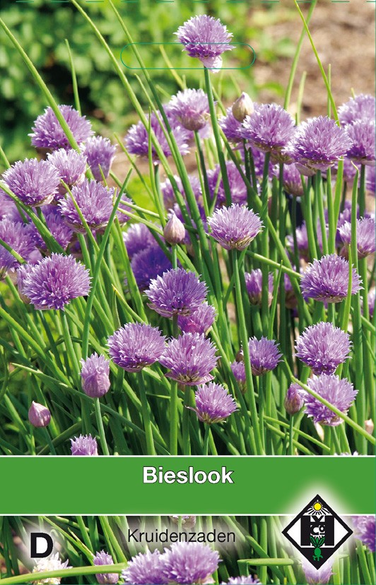 Bieslook Allium