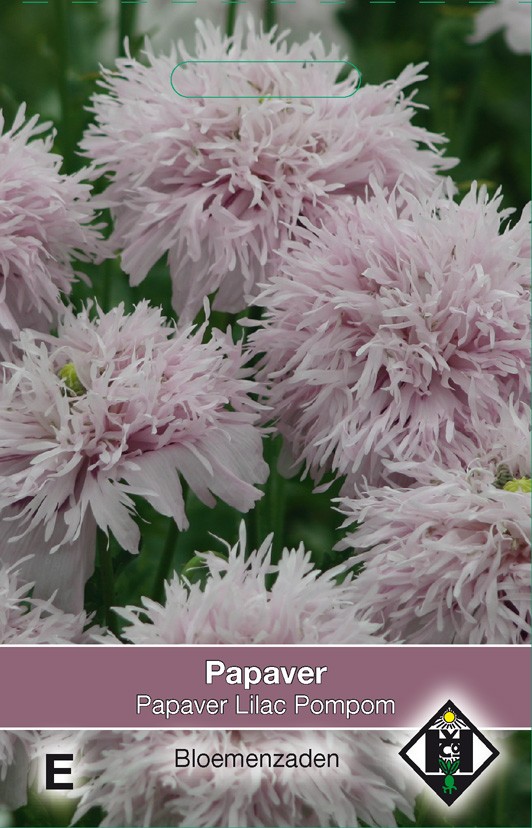 Van Hemert & Co Papaver somniferum Lilac Pompom