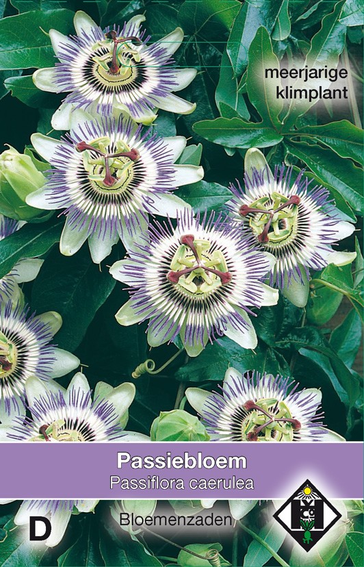 Van Hemert - Passiebloem (Passiflora caerulea)