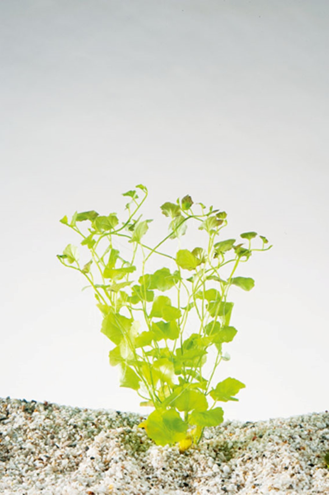 2 stuks! Cardamine pratensis potmaat P9