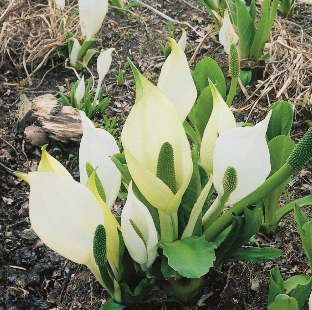 Lysichiton camtschatcensis potmaat P9 Moerasaronskelk Moerings - Moerings