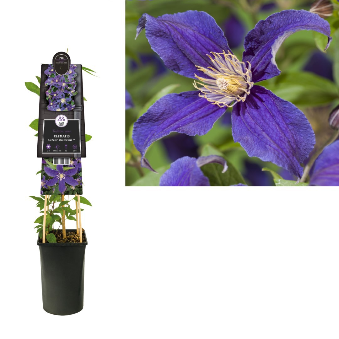 Klimplant Clematis So Many Blue Flowers PBR 75 cm