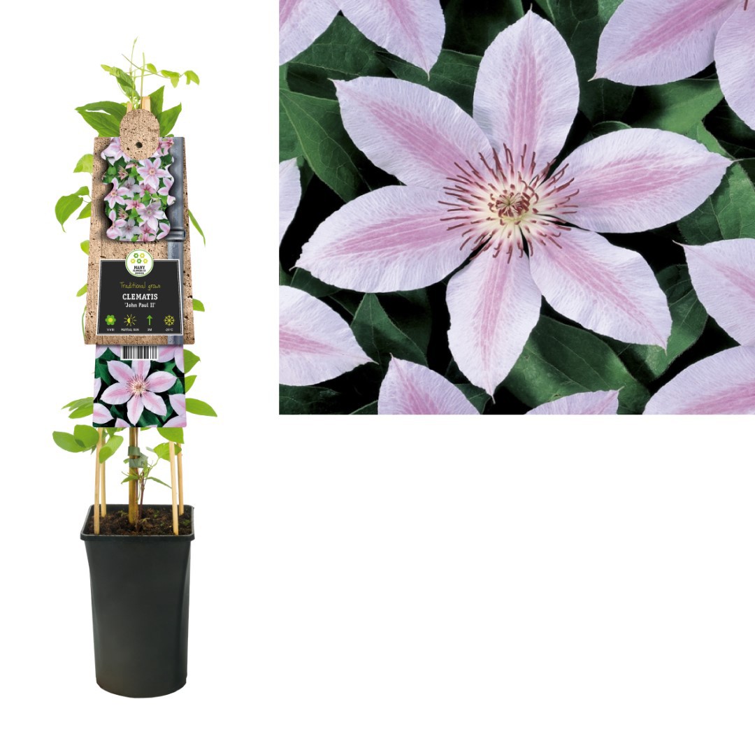 https://www.warentuin.nl/media/catalog/product/1/7/1778714339251638_van_der_starre_klimplant_clematis_john_paul_ii_75_cm_van_der_s_2497.jpg