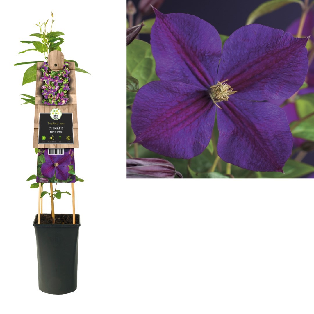 https://www.warentuin.nl/media/catalog/product/1/7/1778714339253830_van_der_starre_klimplant_clematis_star_of_india_75_cm_van_der__801c.jpg