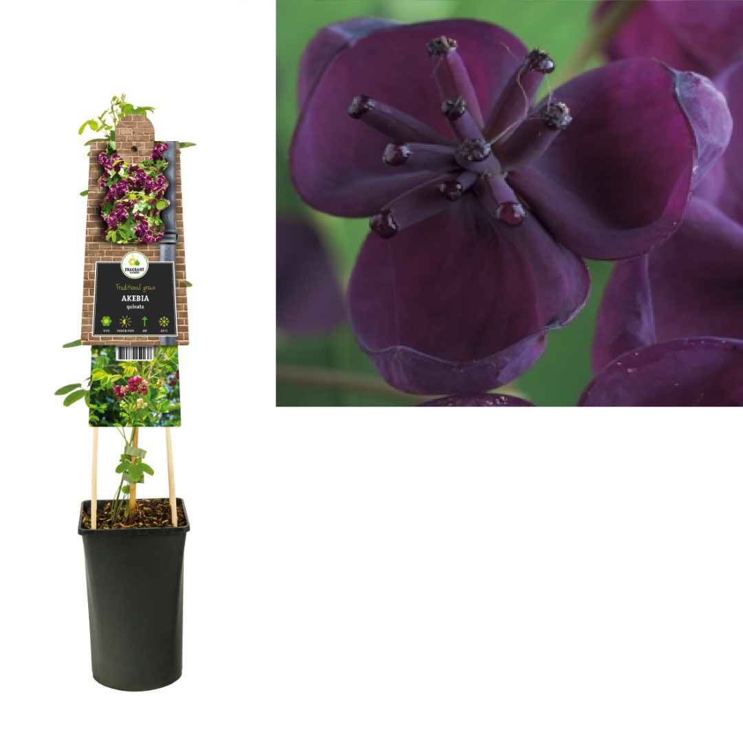 https://www.warentuin.nl/media/catalog/product/1/7/1778714339259238_van_der_starre_klimplant_akebia_quinata_75_cm_van_der_starre_96e6.jpg