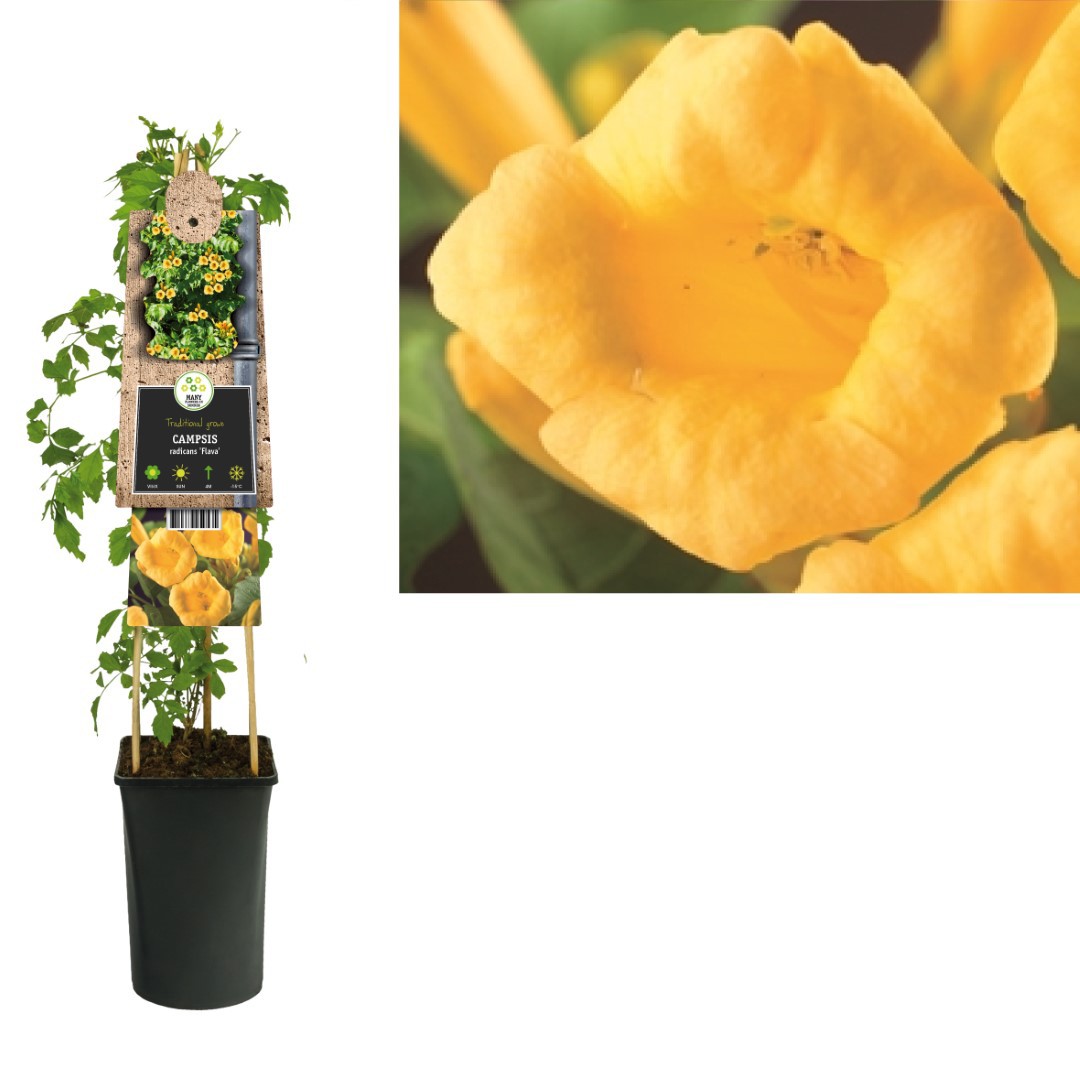 https://www.warentuin.nl/media/catalog/product/1/7/1778714339259535_van_der_starre_klimplant_campsis_radicans_flava_75_cm_van_der__8253.jpg