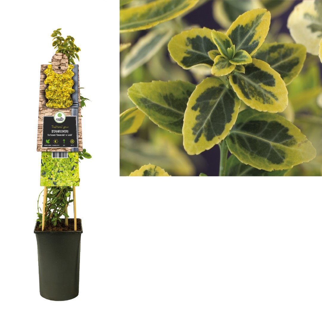 Klimplant Euonymus fortunei Emerald n Gold 75 cm Bontbladige kardinaalsmuts Van der Starre - Van der starre