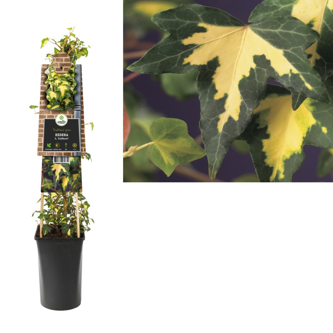 https://www.warentuin.nl/media/catalog/product/1/7/1778714339260739_van_der_starre_klimplant_hedera_h_goldheart_75_cm_van_der_star_98dc.jpg