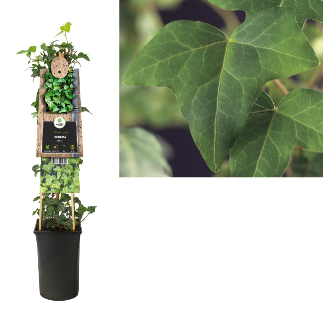 https://www.warentuin.nl/media/catalog/product/1/7/1778714339260838_van_der_starre_klimplant_hedera_helix_75_cm_van_der_starre_b221.jpg