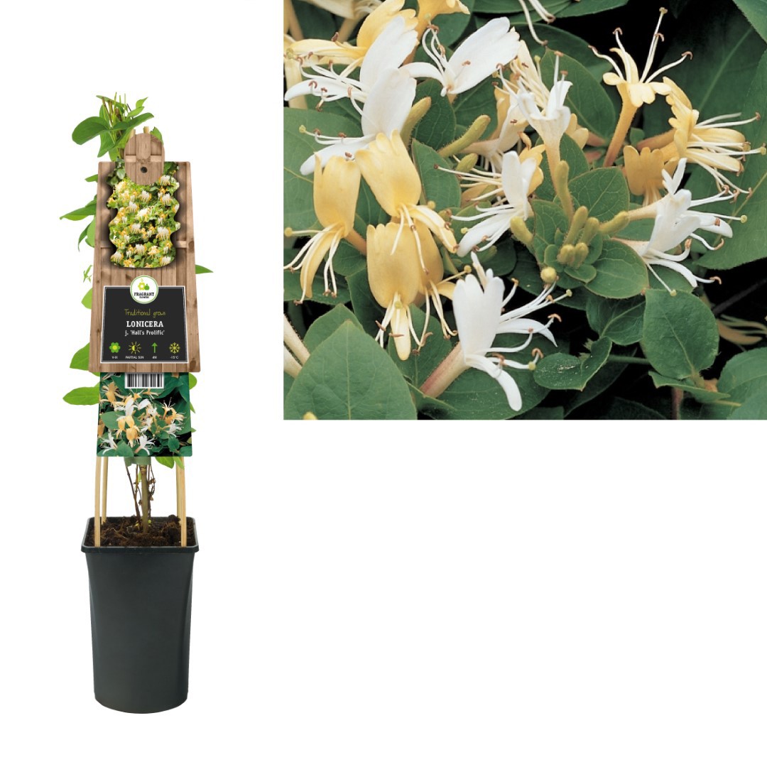 https://www.warentuin.nl/media/catalog/product/1/7/1778714339262139_van_der_starre_klimplant_lonicera_j_hall_s_prolific_75_cm_van__3176.jpg