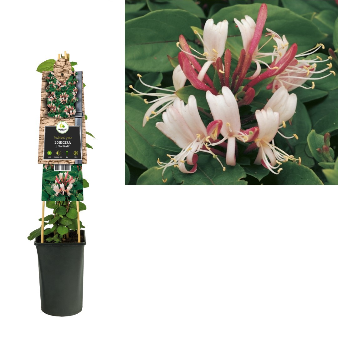 https://www.warentuin.nl/media/catalog/product/1/7/1778714339262238_van_der_starre_klimplant_lonicera_j_red_world_75_cm_van_der_st_1e9f.jpg