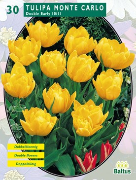 Tulipa Dubbel Vroeg Monte Carlo per 30