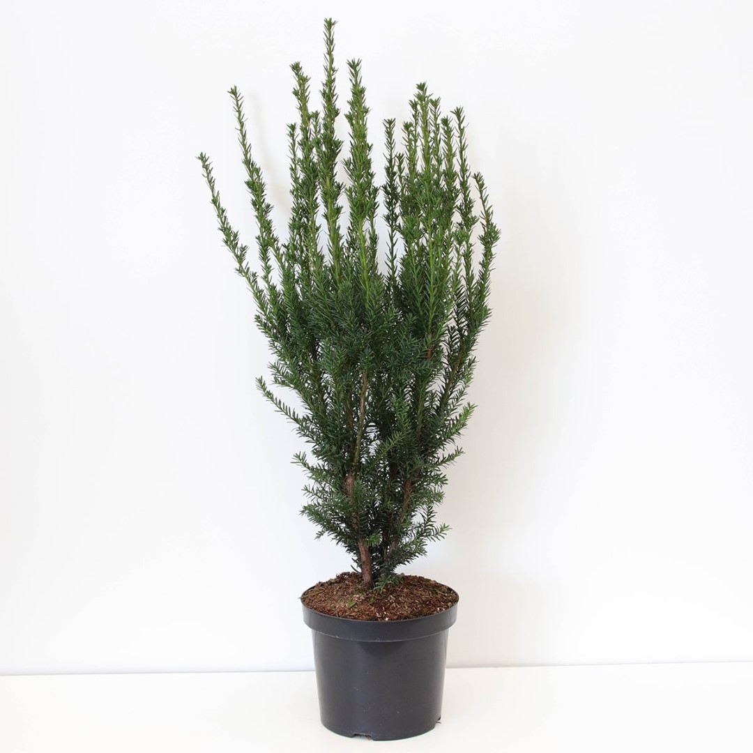 Warentuin natuurlijk Taxus media hillii 60-100 cm - 