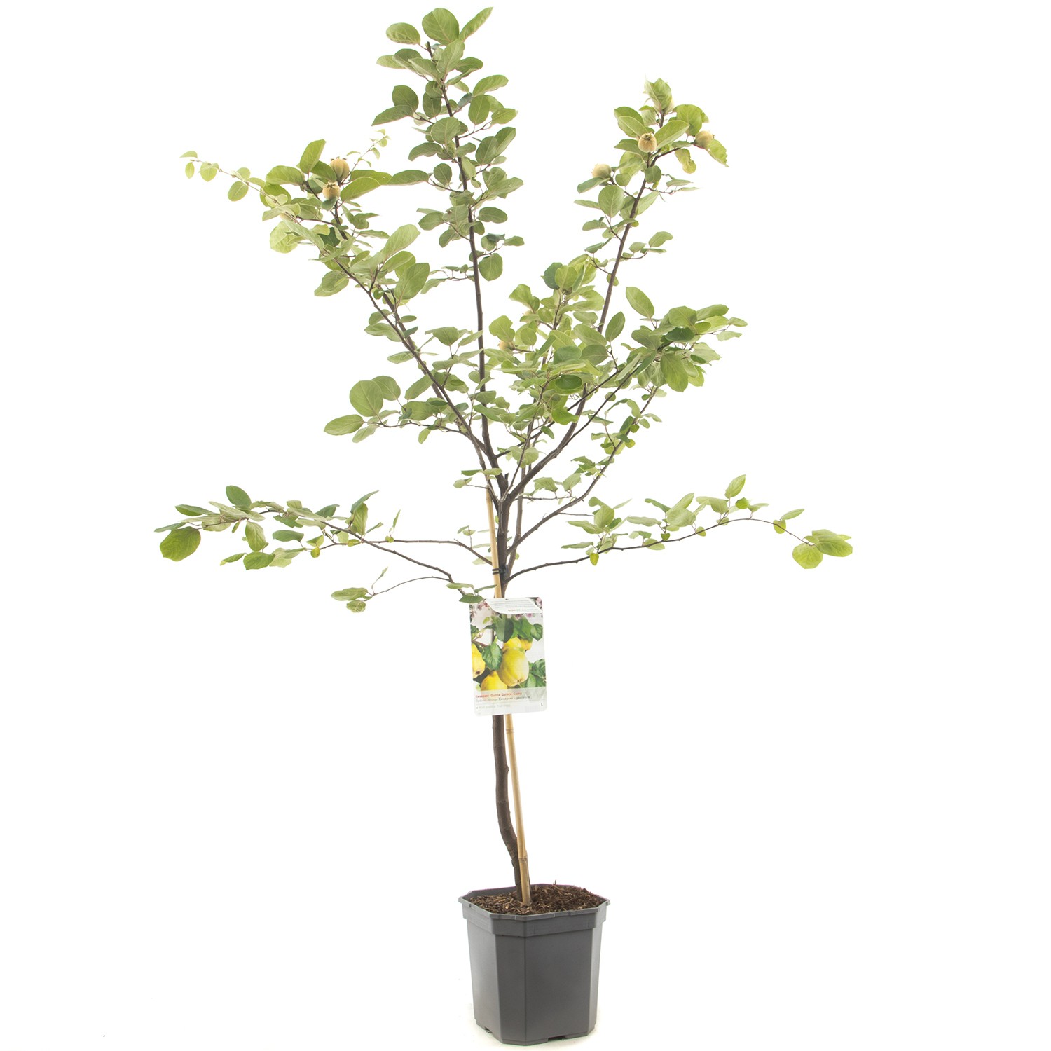 Cydonia oblonga Kweepeer peervorm Kweepeer peervorm fruitplant Fruithof - Fruithof