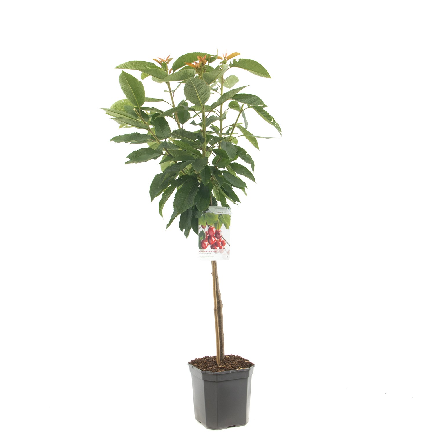 Prunus avium Stella Zoete kers laagstam fruitplant Fruithof - Fruithof