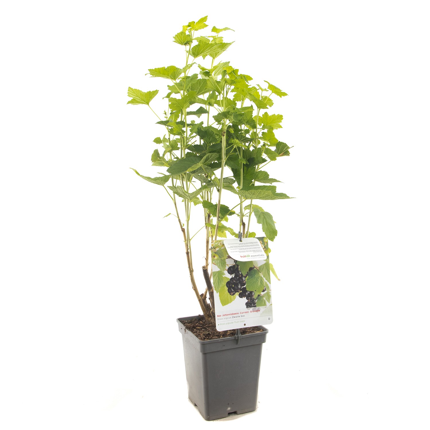 https://www.warentuin.nl/media/catalog/product/1/7/1778717755062840_fruithof_fruitplant_ribes_nigrum_titania_zwarte_bes_556e.jpg