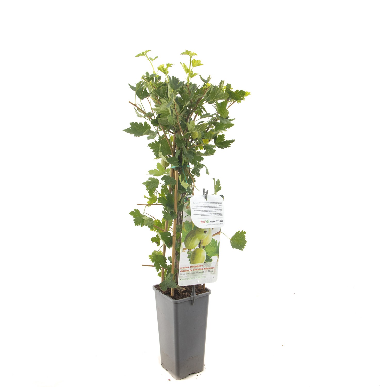https://www.warentuin.nl/media/catalog/product/1/7/1778717755063960_fruithof_fruitplant_ribes_uva_crispa_hinnonmaki_gron_gele_krui_cf75.jpg
