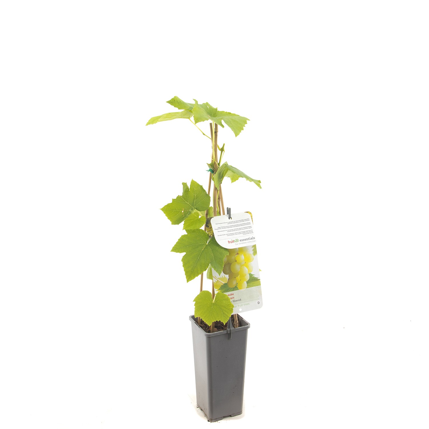 https://www.warentuin.nl/media/catalog/product/1/7/1778717755064424_fruithof_fruitplant_vitis_vinifera_himrod_witte_druif_4869.jpg