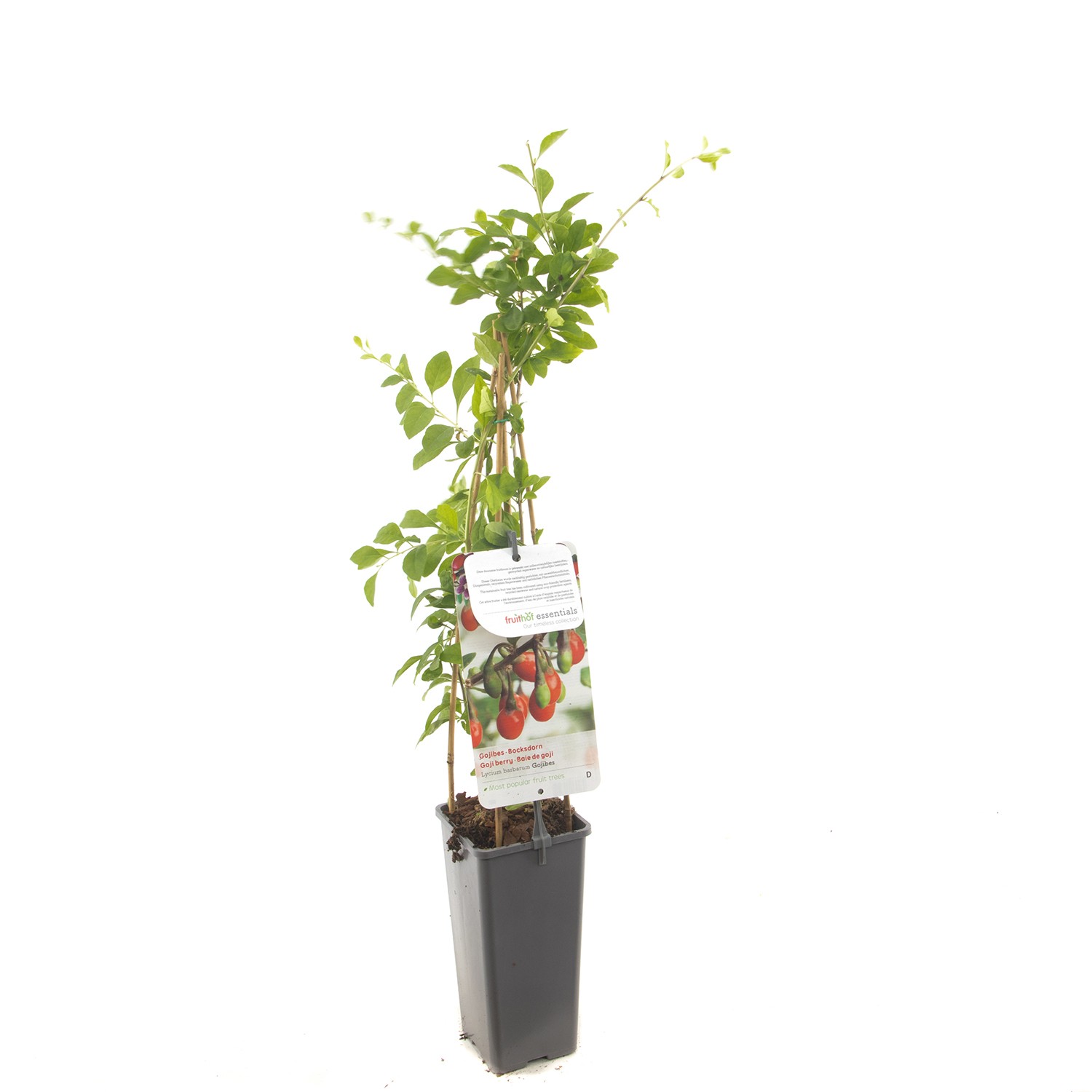 https://www.warentuin.nl/media/catalog/product/1/7/1778717755064462_fruithof_fruitplant_lycium_barbarum_gojibes_gojibes_2082.jpg