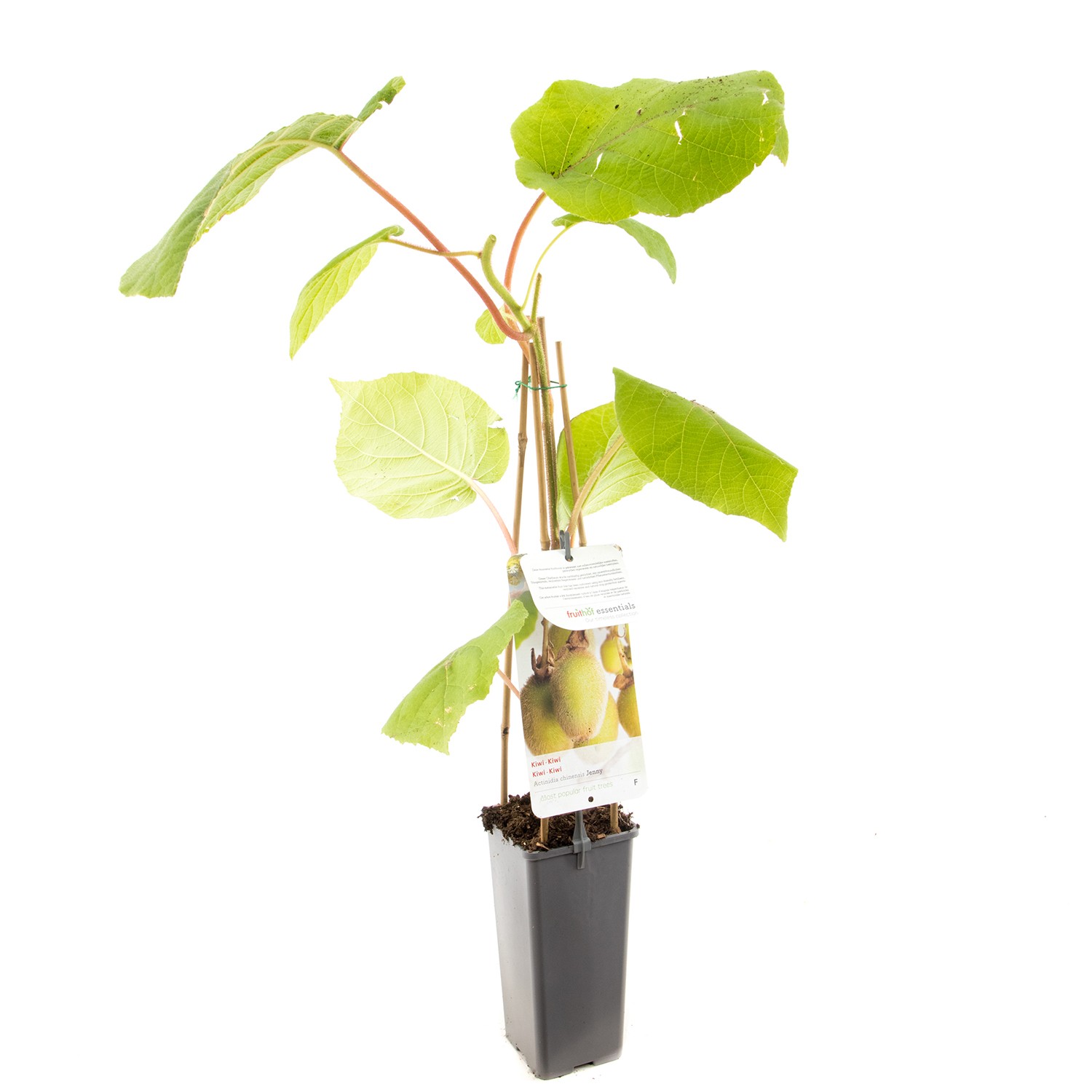 https://www.warentuin.nl/media/catalog/product/1/7/1778717755064721_fruithof_fruitplant_actinidia_chinensis_jenny_zelfbestuivende__67de.jpg