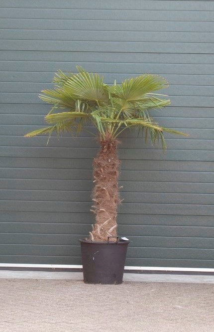 Chinese waaierpalm Trachycarpus Fortunei h 200 cm st. h 110 cm